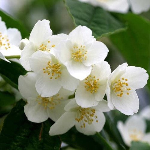 Саженцы жасмина Микрофиллюс (черенкованный) - 2-летний Черновцы - изображение 1