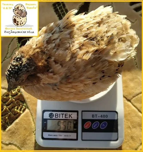 Яйця інкубаційні перепела Фенікс Золотистий - бройлер. Одеса - фото 2