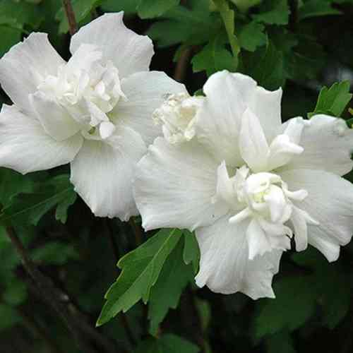 Саженцы гибискуса на штамбе Вайт Шифон (черенкованный) - 2-летний Черновцы