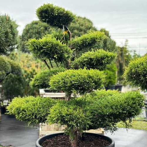 Саджанці ялівцю Бонсай (черенкований) - 3-річний Чернівці - фото 1