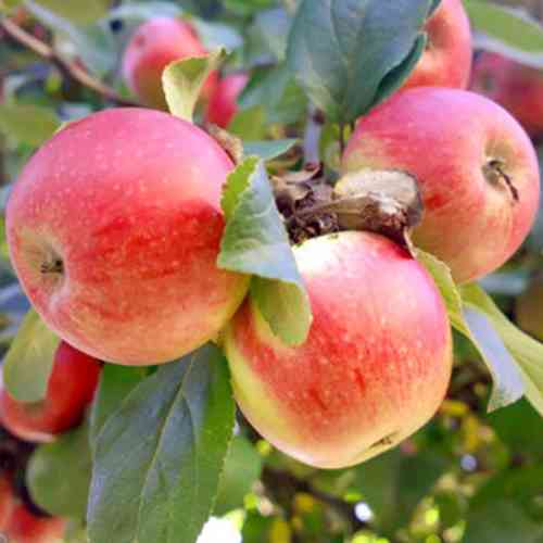 Саджанці яблуні Мрія (привитий) - 1-річний Чернівці