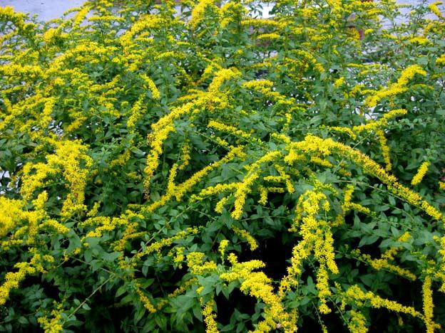 Золотарнік звичайний (Золотарник обыкновенный) 100г master sem Киев - изображение 1