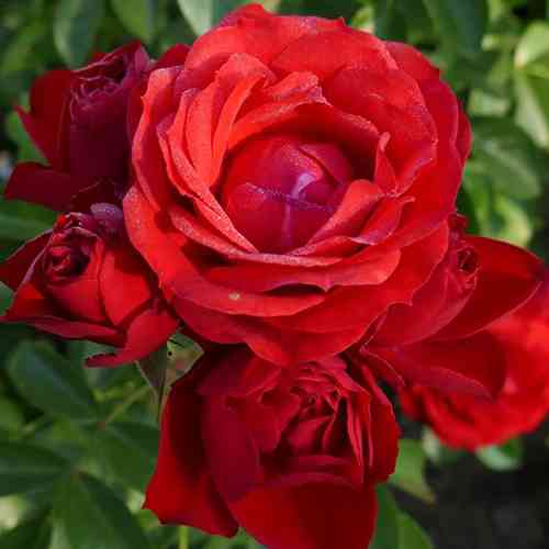 Саджанці троянд Монруж (привитий) - 2-річний Чернівці