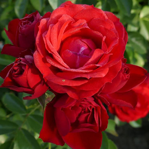 Саженцы роз Монруж (привитый) - 2-летний Черновцы - изображение 1