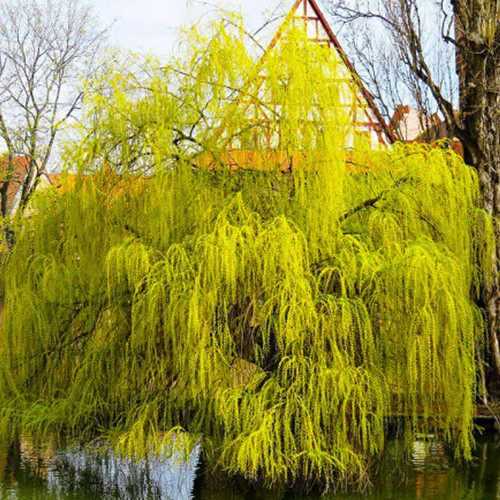 Саженцы декоративной ивы Золотистая (черенкованный) - 2-летний Черновцы - изображение 1
