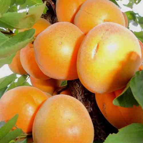 Саджанці колоновидного абрикосу Первайс (привитий) - 2-річний Чернівці