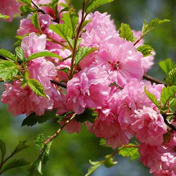 Саженцы декоративного миндаля Мультиплекс (привитый) - 1-летний Черновцы