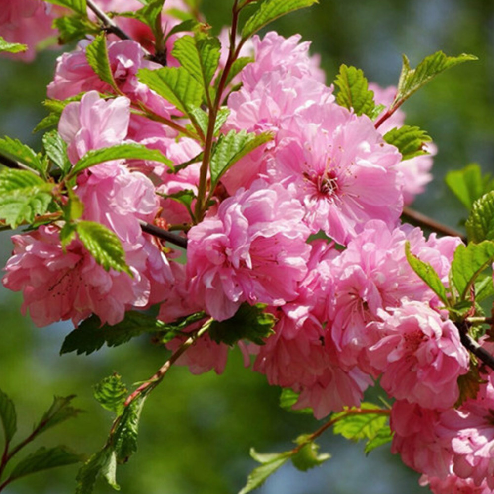 Саджанці декоративного мигдалю Мультиплекс (привитий) - 1-річний Чернівці - фото 1