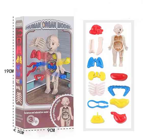 Анатомічна модель тіла людини 3 D пазл навчальна іграшка для дітей 18 см різнокольоровий Київ