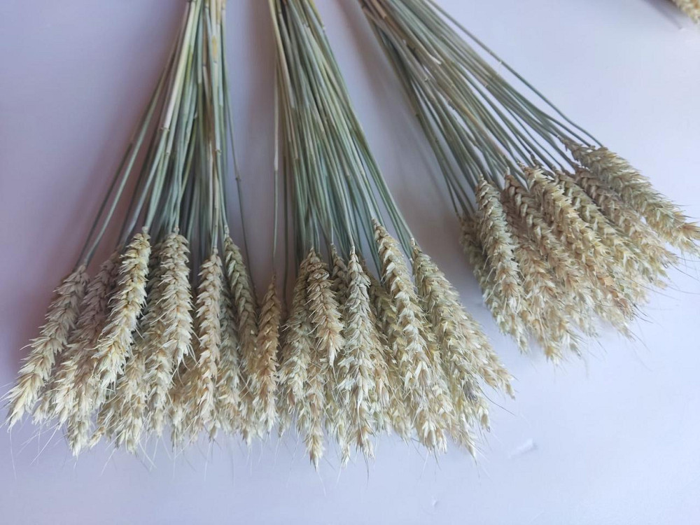 Колоски безостої пшениці 11-15 см Днепр - изображение 5
