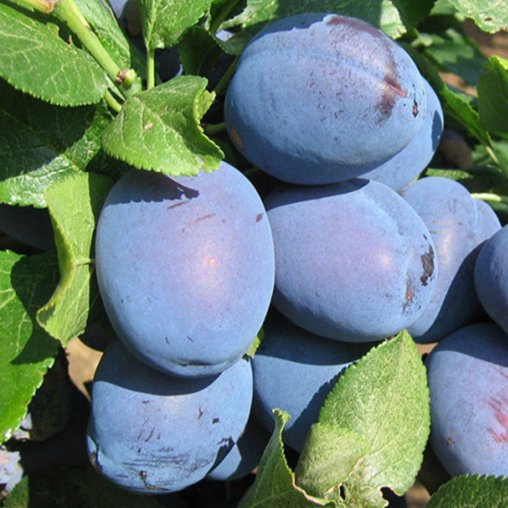 Саженцы сливы Ненька (привитый) - 1-летний Черновцы - изображение 2