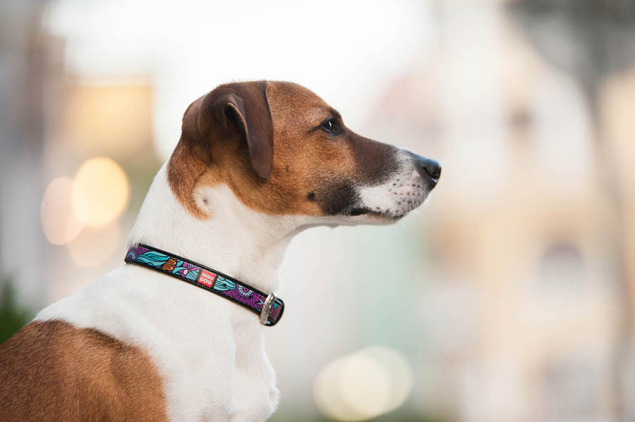 Нашийник для собак шкіряний WAUDOG Design з QR паспортом, малюнок "Літо", XS, Ш 12 мм, Дов 20-2 Коломия - фото 6