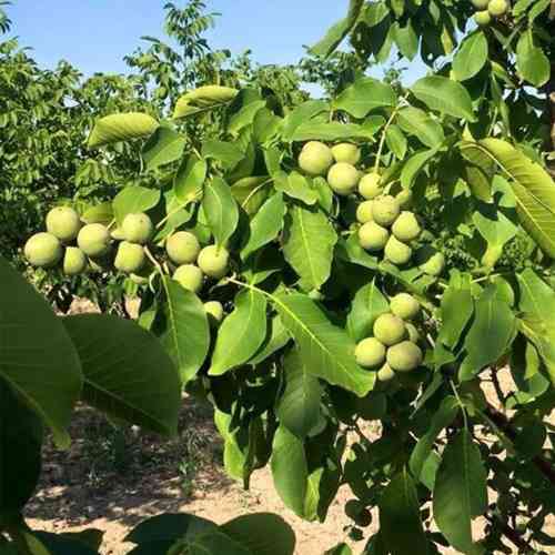 Саджанці грецького горіха Костюженский (привитий) - 1-річний Чернівці