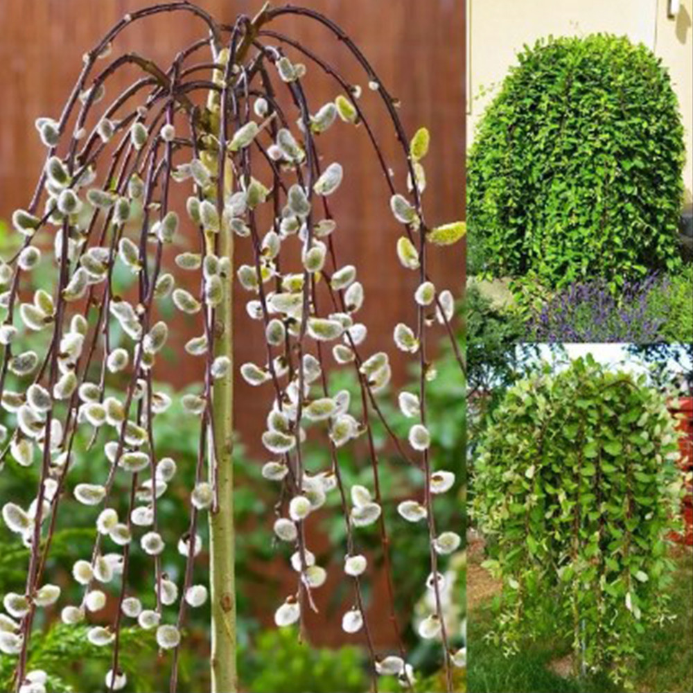 Саженцы плакучей ивы на штамбе Kilmarrnoc (привитый) Черновцы - изображение 2