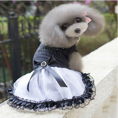 Платье красивое для собак мелких пород Киев - изображение 1