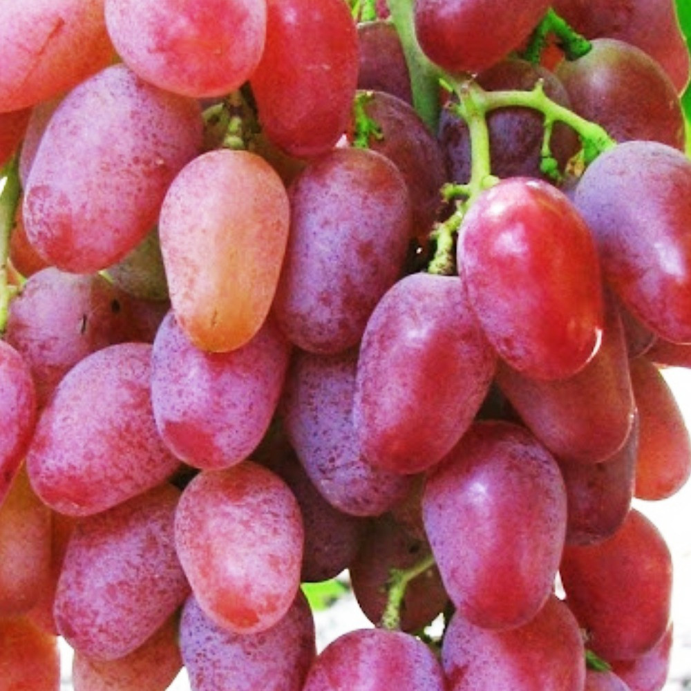 Саджанці винограду Вогняний (черенкований) - 2-річний Чернівці - фото 1