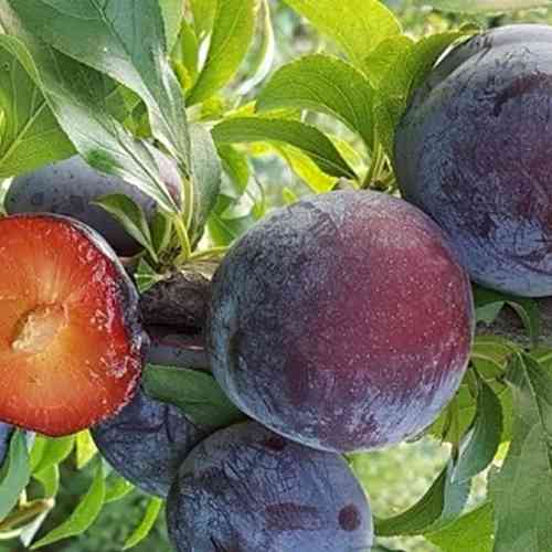 Саженцы диплоидной сливы Лери Энн (привитый) - 2-летний Черновцы