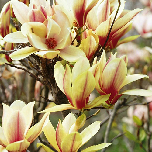 Саджанці магнолії Схід Сонця (черенкований) - 2-річний Чернівці - фото 1