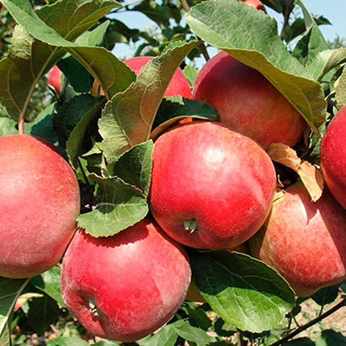 Саджанці яблуні Тодес (привитий) - 2-річний Чернівці - фото 1