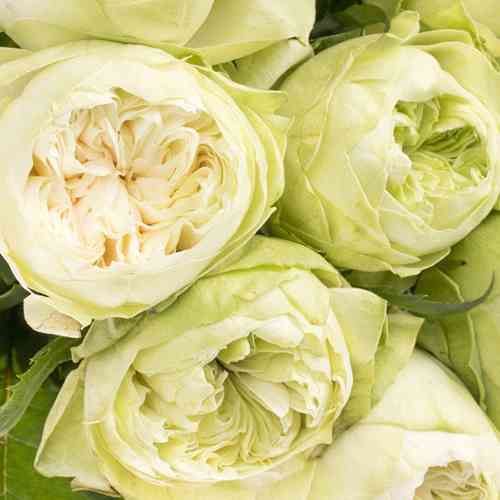 Саджанці троянд Вайт Кахала (привитий) - 2-річний Чернівці