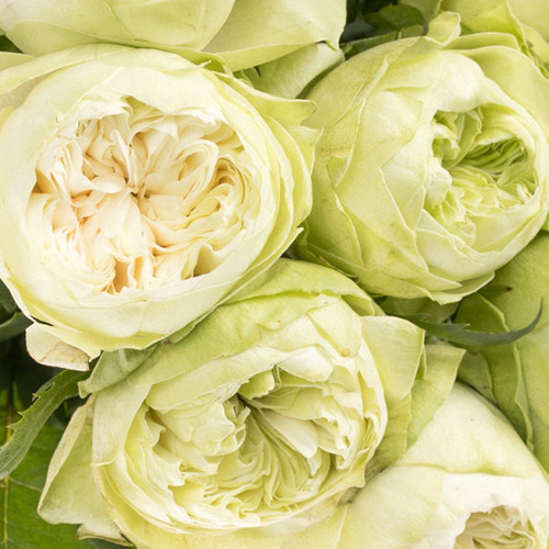 Саджанці троянд Вайт Кахала (привитий) - 2-річний Чернівці - фото 1