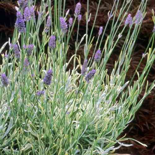 Саженцы лаванды Серебро (черенкованный) - 1-летний Черновцы