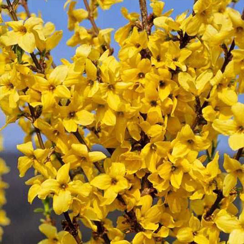 Саженцы форзиции Миниголд (черенкованный) - 1-летний Черновцы - изображение 1