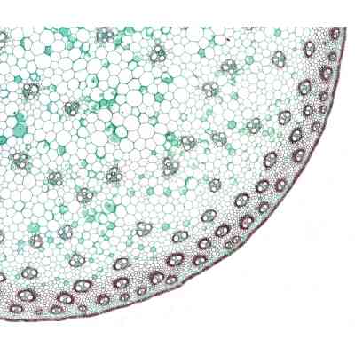 Набір мікропрепаратів Bresser високоякісних 10 шт (5984500) (931509) Вінниця