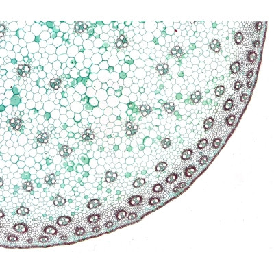 Набір мікропрепаратів Bresser високоякісних 10 шт (5984500) (931509) Вінниця - фото 2