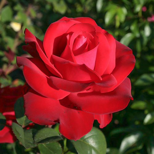 Саженцы роз Гранд Аморе (привитый) - 2-летний Черновцы - изображение 1