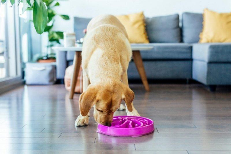 Миска лабиринт для собак Outward Hound Fun Feeder Slo-Bowl Flower (Аутвард Хаунд Фан Фидер Цветок) Запорожье - изображение 7