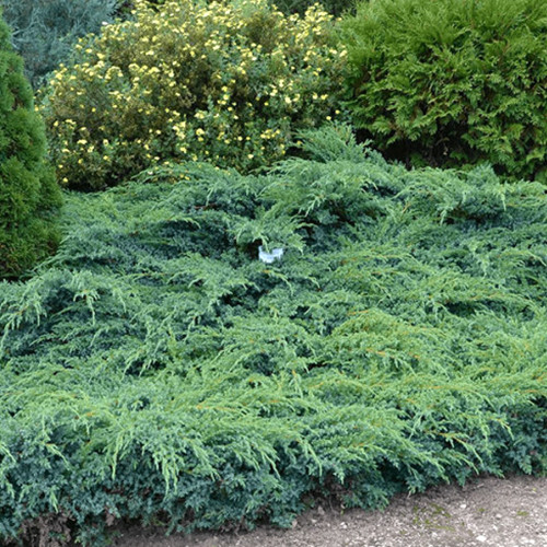 Саженцы можжевельника Голубой Швед (черенкованный) - 3-летний Черновцы - изображение 1