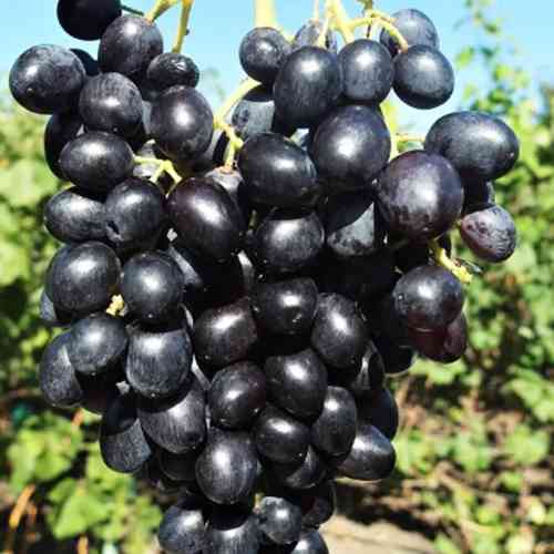 Саженцы винограда Черная Девушка (черенкованный) - 1-летний Черновцы