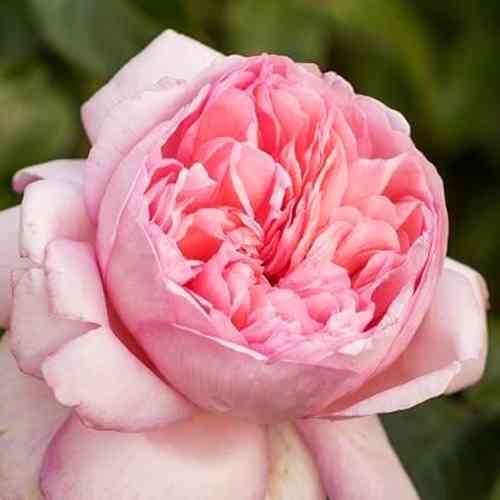 Саджанці троянд Марта (привитий) - 2-річний Чернівці