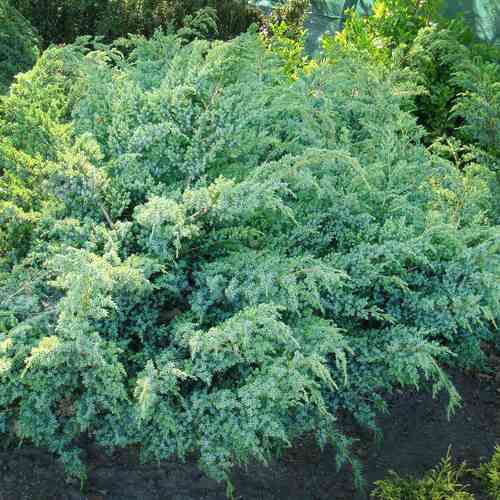 Саджанці ялівцю Ханнеторп (черенкований) - 3-річний Чернівці