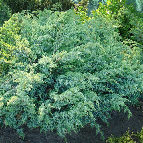 Саджанці ялівцю Ханнеторп (черенкований) - 3-річний Чернівці - фото 1