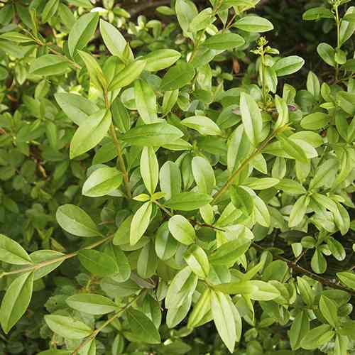 Саженцы бирючины на штамбе Китайская (привитая) - 2-летний Черновцы