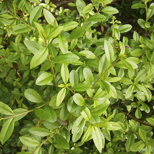 Саженцы бирючины на штамбе Китайская (привитая) - 2-летний Черновцы - изображение 1