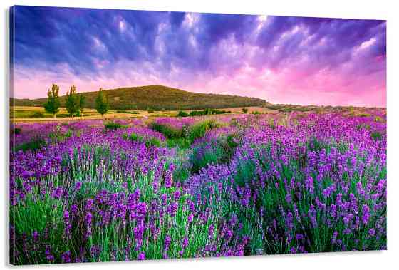 Картина полотно у вітальню / спальню  Лавандові поля    MLP_393 ( 60х30см ) Київ