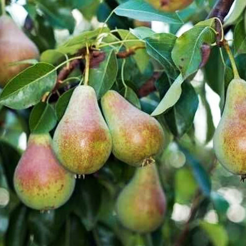 Саджанці груші Бананова (привитий) - 2-річний Чернівці - фото 1