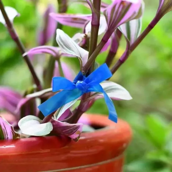 Лента для підв'язки рослин 11 мм, 30 м, 20 шт Київ