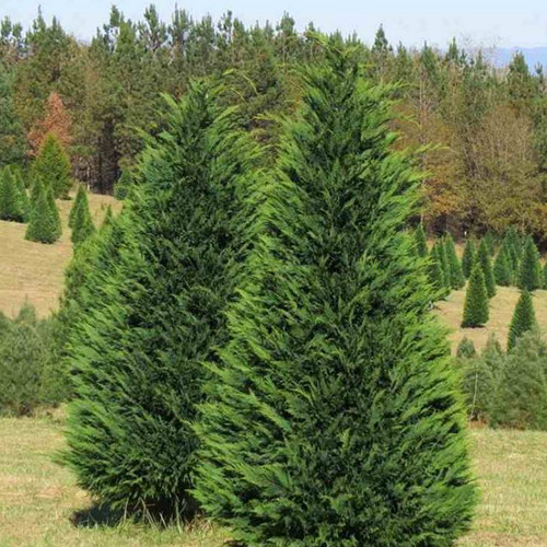 Саджанці туї Лейланда Чернівці - фото 1