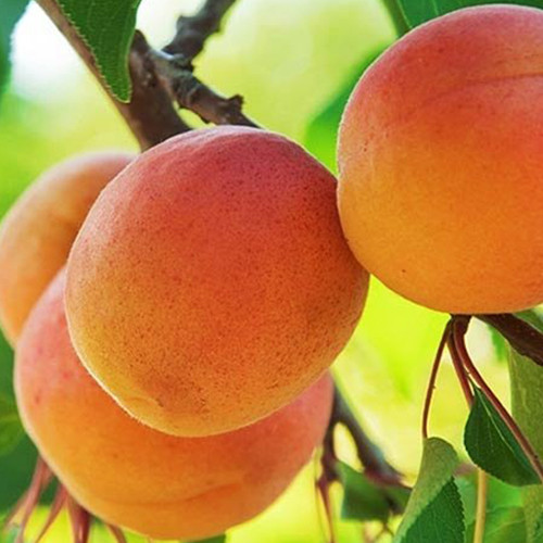 Саженцы абрикоса Полесский Крупноплодный (привитый) - 2-летний Черновцы - изображение 1
