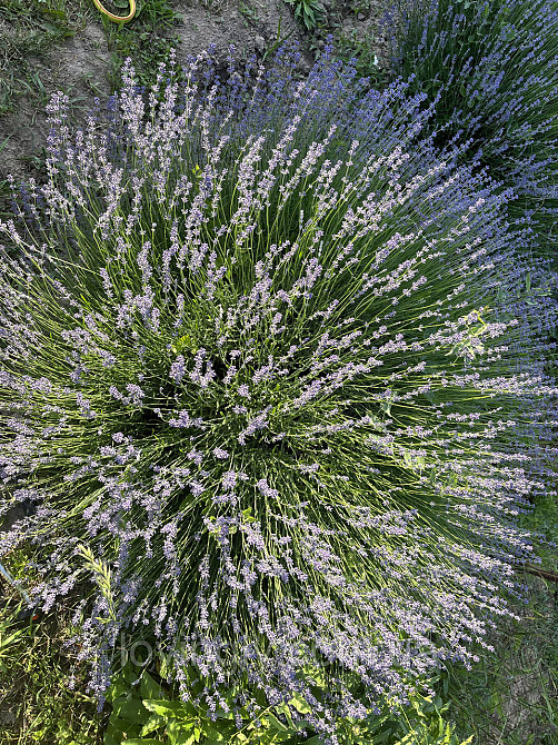 Трехлетние саженцы лаванды английской , сформированные кусты до 40 см Ирпень - изображение 2