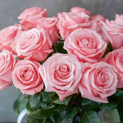 Саджанці троянд Бі Світ (привитий) - 2-річний Чернівці