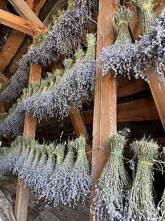 Сухоцвіт лавандину 500 г  натуральна лаванда для декору та букетів Ірпінь