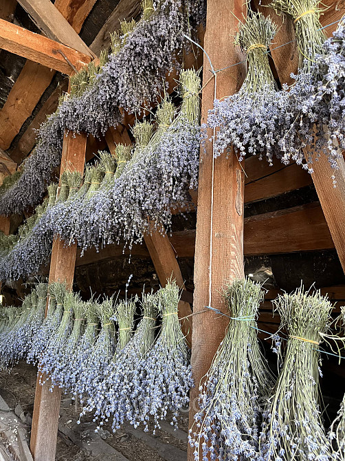 Сухоцвіт лавандину 500 г  натуральна лаванда для декору та букетів Ірпінь - фото 5