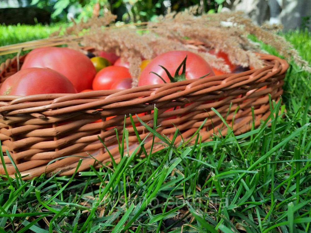 Лоток плетеный из лозы для хранения фруктов и овощей Киев - изображение 5