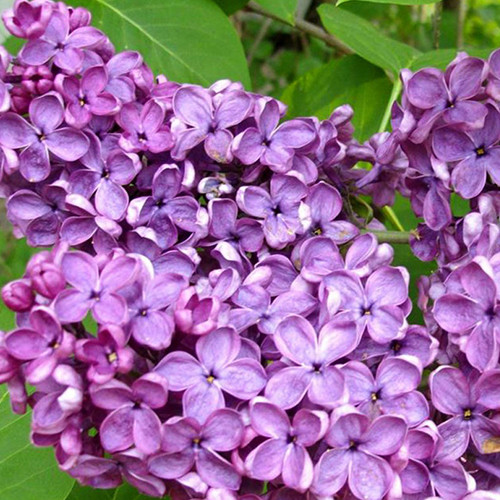 Саджанці бузку Веджвуд Блу (привитий) - 2-річний Чернівці - фото 1