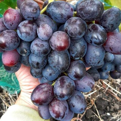 Cаджанці винограду Мустанг (черенкований) - 2-річний Чернівці - фото 1